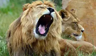 EEUU: 6 leones y 3 tigres en zoológico dan positivo al covid-19
