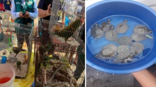 La Victoria: rescatan más de 20 animales silvestres que iban a ser comercializados