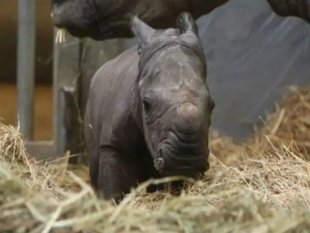 Bélgica: nace un rinoceronte blanco en cautiverio