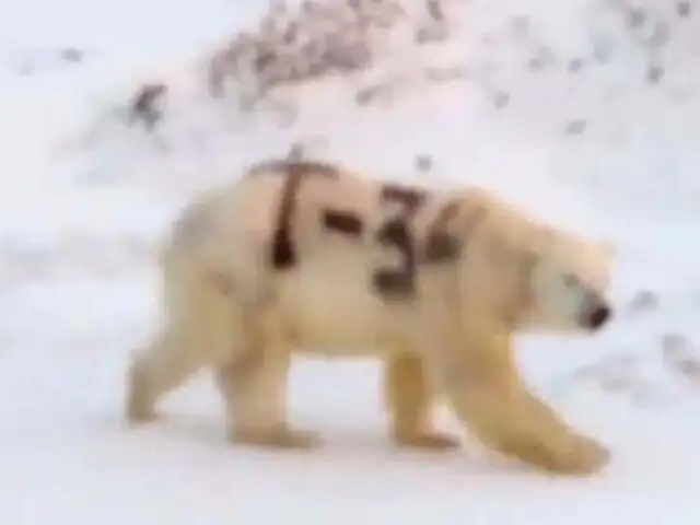 Rusia: misterioso mensaje pintado sobre un oso polar alarma a los científicos