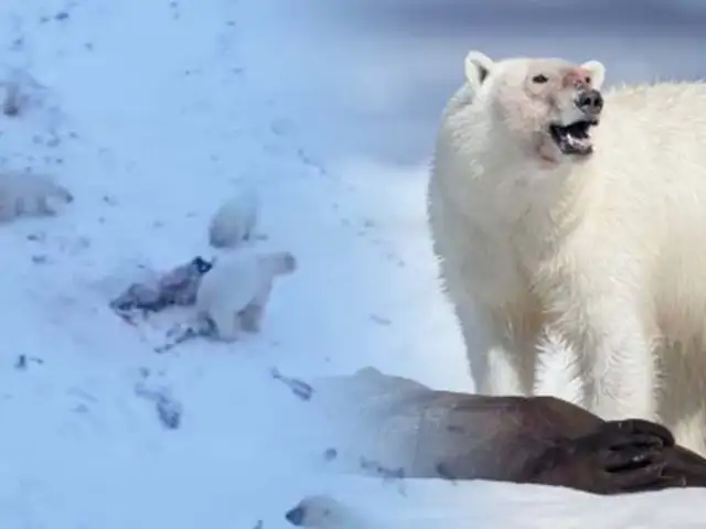 Osos polares en peligro: pierden hasta un kilo al día por la falta de alimentos debido al cambio climático