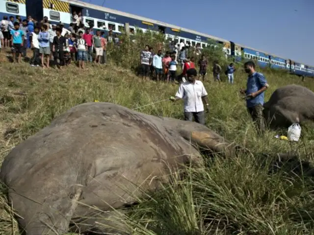 Mueren dos elefantes al ser atropellados por un tren en la India