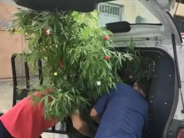 Arrestan a hombre que tenía árbol de Navidad hecho con una planta de marihuana