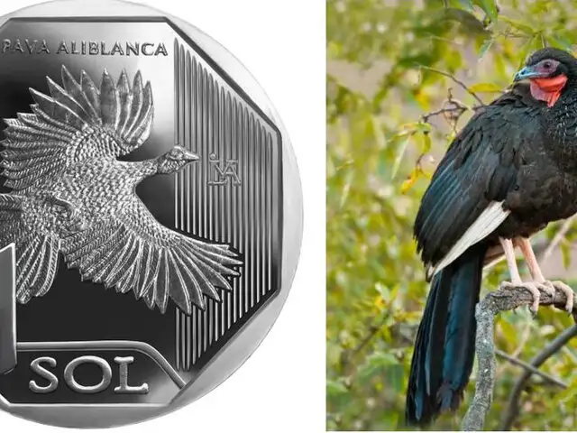 Moneda de S/ 1 alusiva a la pava aliblanca es elegida como la mejor del mundo