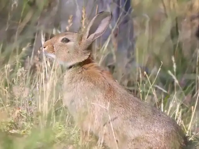 El conejo es declarado como una especie ‘en peligro de extinción’ en Europa