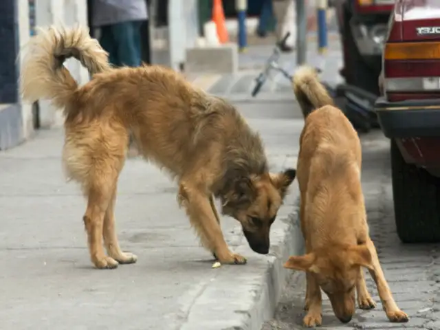 Arequipa: alerta epidemiológica ante considerable aumento de  casos de rabia canina
