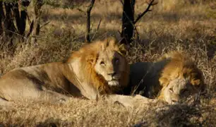 Sudáfrica: cazadores mataron y mutilaron a ocho leones