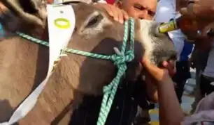 Maltrato animal: burro es obligado a beber cerveza por la nariz tras haber ganado carrera