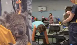 Escuela de Australia se convirtió en “hospital” para koalas heridos por incendios