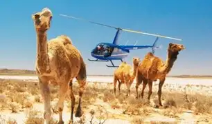 Australia: sacrificarán a 10 mil camellos salvajes por falta de agua
