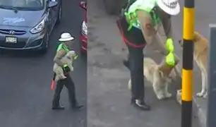 Tacna: Policía de tránsito ayuda a cruzar a dos perros callejeros y los alimenta