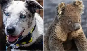 Oso, el perro que rescata koalas heridos por incendios en Australia
