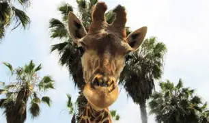 San Miguel: jirafa "Domingo" celebró su noveno cumpleaños