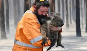 Australia destinará decenas de millones de dólares para recuperar población de koalas