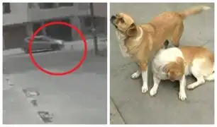 Independencia: sujeto arrolla a perros para vengarse de su vecina