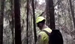 Australia: bomberos buscan salvar árboles de la época de los dinosaurios