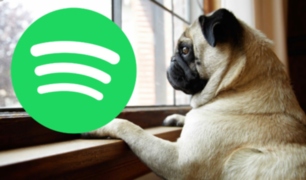 Spotify creará playlists musicales para mascotas que se quedan solas en casa