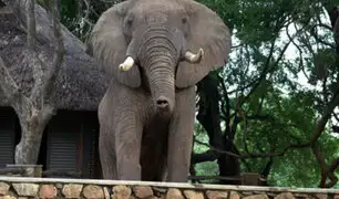VIDEO: elefante sorprende al saltar una barda para buscar alimentos