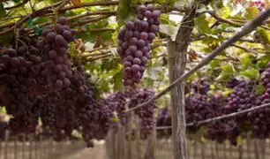 Lunahuaná: Ministerio de Agricultura promueve cultivo de uvas pisqueras