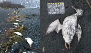 Aumento de temperatura en el océano Pacífico provoca muerte masiva de aves marinas