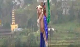 Cerdo es utilizado para realizar 'puenting' en parque de diversiones de China