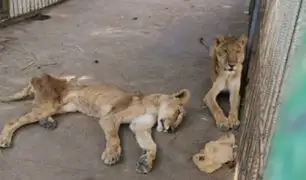 [FOTOS] Crueldad animal: leones desnutridos en zoológico de Sudán conmocionan al mundo