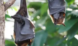 Coronavirus: ¿es la sopa de murciélago china la causa de la enfermedad?
