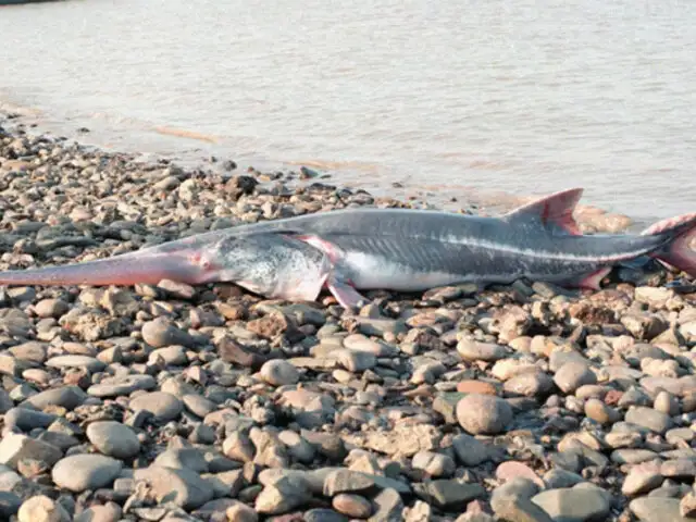 China: anuncian extinción de pez espátula del Yangtsé
