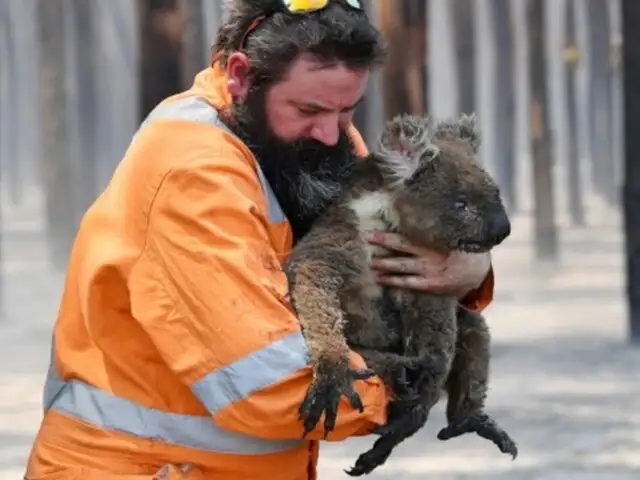 Australia destinará decenas de millones de dólares para recuperar población de koalas