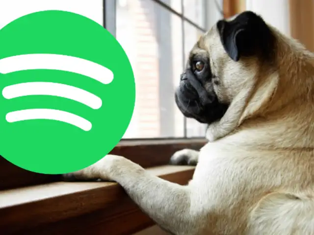 Spotify creará playlists musicales para mascotas que se quedan solas en casa