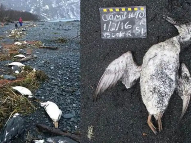 Aumento de temperatura en el océano Pacífico provoca muerte masiva de aves marinas