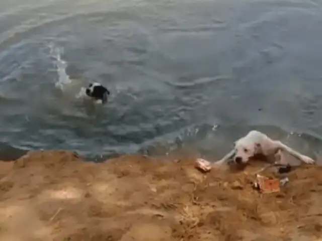 Piura: dos sujetos lanzan al río a sus perros