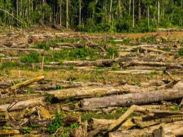 Tala de árboles causa el 35% de gases de efecto invernadero en Perú