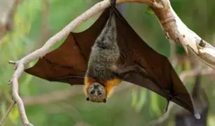 Descubren seis nuevos tipos de coronavirus en murciélagos y se estima que hay miles más
