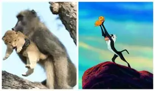 [VIDEO] YouTube: babuino recreó escena de ‘El Rey León’, pero el final fue terrible