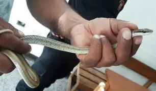 Rescatan a dos serpientes halladas en la ciudad de Piura