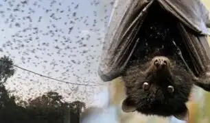 Australia: más de 200 mil murciélagos invaden pequeño pueblo de Queensland