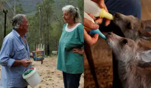 ¡Admirable! Tras incendios, pareja australiana se dedica a rescatar canguros