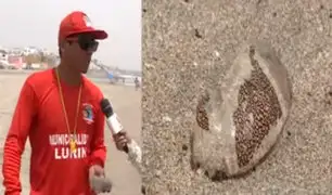 Disminuye presencia de malaguas en playas del Sur
