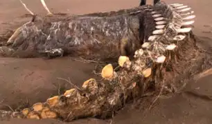 Extraño esqueleto gigante varado en una playa se viraliza en Facebook