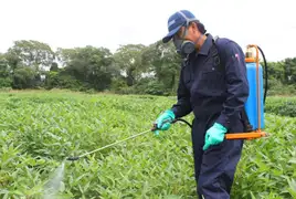 Minagri prohíbe importación de plaguicidas altamente tóxicos para aves y abejas