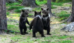 [FOTOS] El mágico momento en que tres osos bebé bailan en medio del bosque