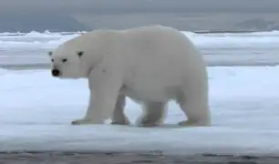 Científicos rusos alertan incremento de canibalismo entre los osos polares