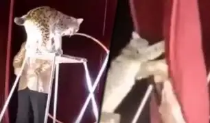 Felino ataca a domador de circo en Georgia