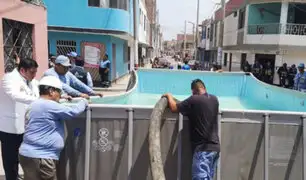 Callao: realizan operativo para decomisar piscinas portátiles instaladas en la vía pública