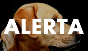 Alerta por mascotas: detectan primer caso de perro con coronavirus