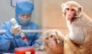 Coronavirus: científicos experimentan en monos en búsqueda de una vacuna