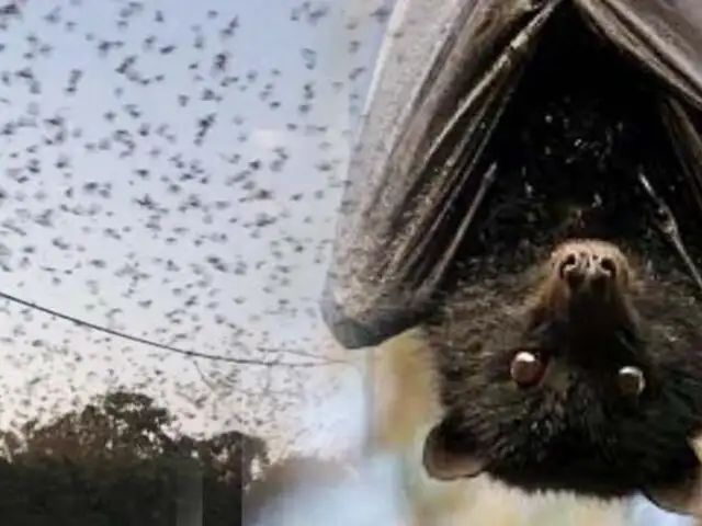 Australia: más de 200 mil murciélagos invaden pequeño pueblo de Queensland