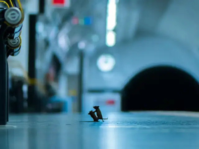 Selva de cemento: la increíble foto premiada de dos ratones peleando en un metro