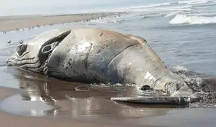 Tacna: ballena muerta de más de 10 metros quedó varada en la playa